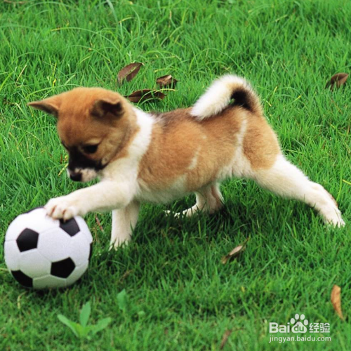 训练狗狗的小技巧有哪些？