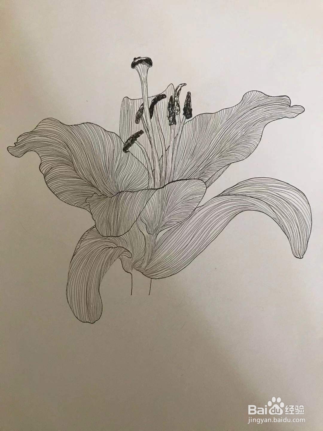 百合花黑白线描画
