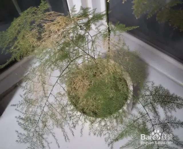 文竹黄叶干枯，一把剪秃了，很快变得绿油油