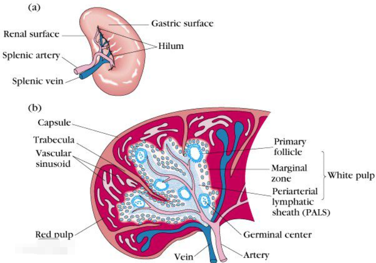 脾脏的解剖图及其功能-百度经验