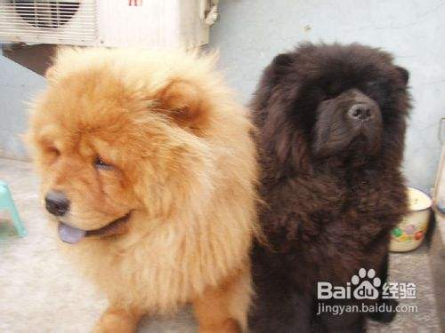 松狮犬禁食的四种蔬菜 百度经验