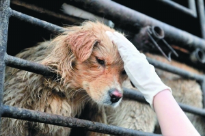 狗狗中暑了怎么处理