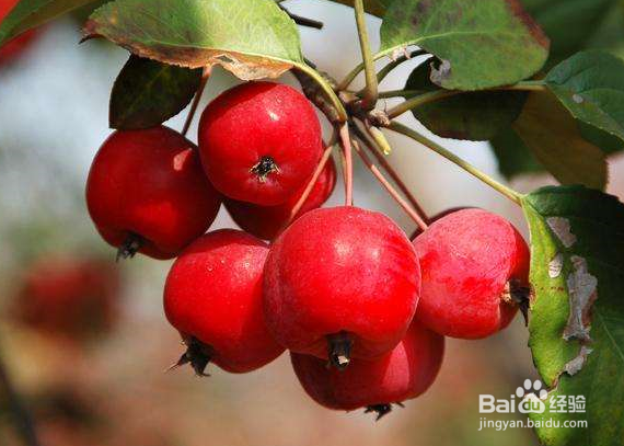 吃海棠果的禁忌
