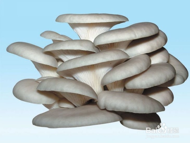 人工菌汤怎么做好喝