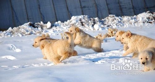 现在金毛打狂犬疫苗5次变3次了