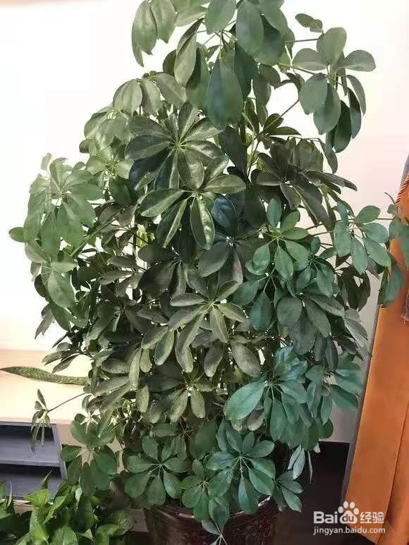 客厅最爱养的大型花，大气上档次，净空气聚财气