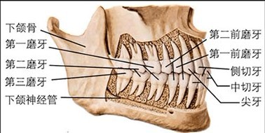 <b>牙齿的结构（图解）</b>