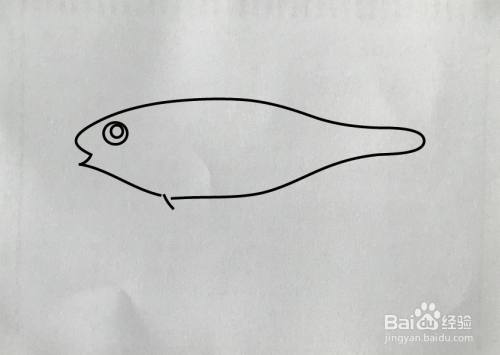 如何画鳕鱼简笔画