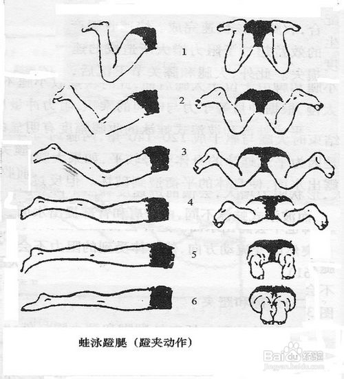 如何学会标准蛙泳