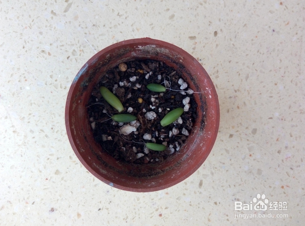 多肉植物的懒人叶插方法及养护小窍门