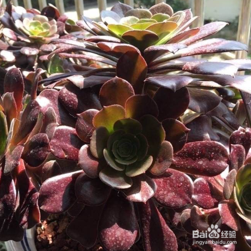 法师怎么养成多头老桩