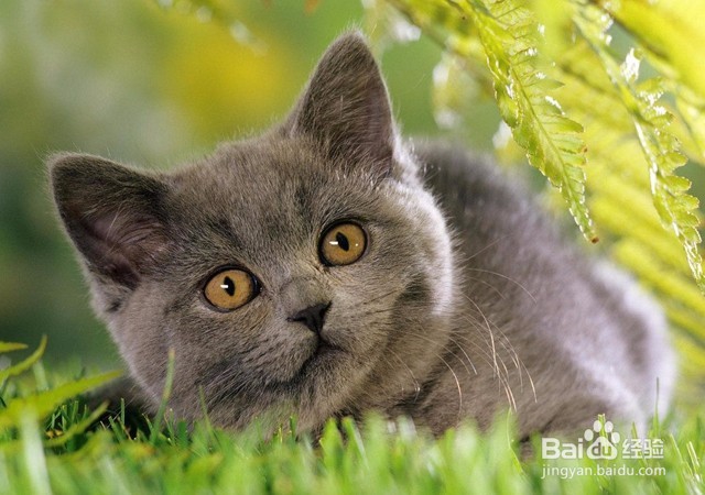 小猫一直叫的原因及解决办法