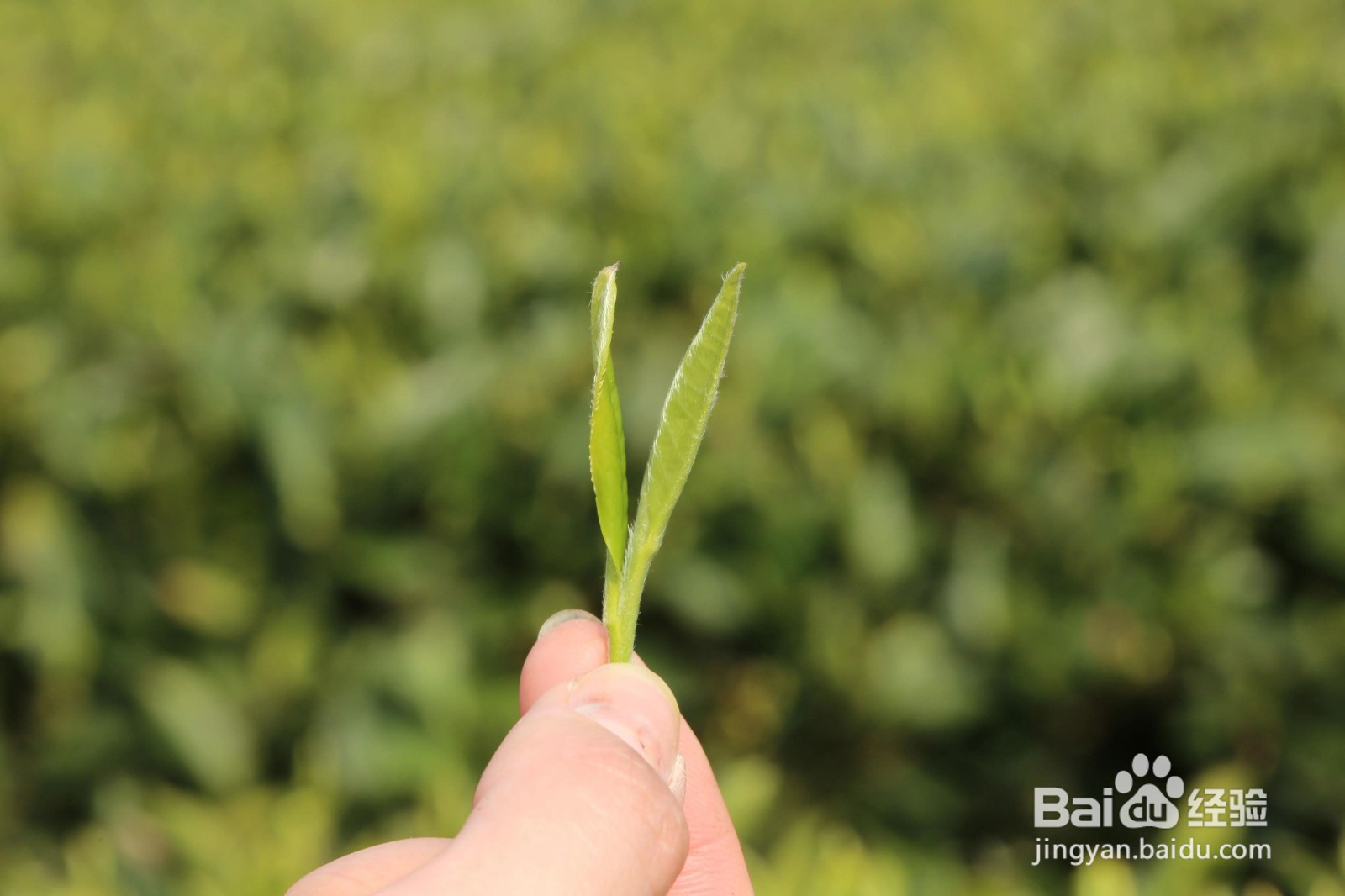 白茶的种类有几种？