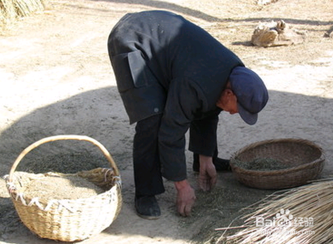 被吓跑的老黄牛，生动诠释了职场老实人的现实！