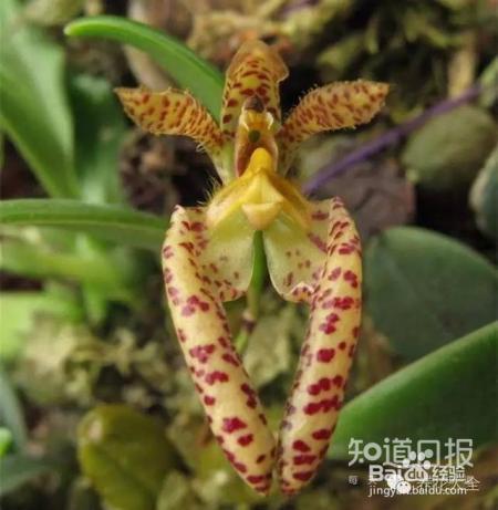 100种兰花品种图鉴，花开瞬间，艳冠群芳！