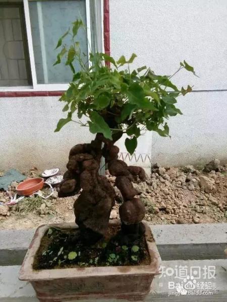 我们养的这些花农村到处都是