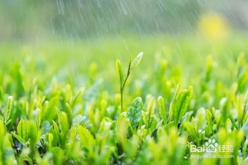 三月中自雨水后蚂蚁新村最新答案