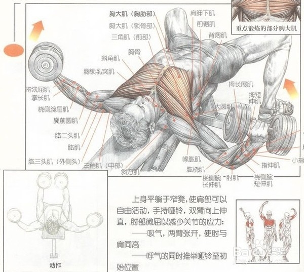 有什么动作可以练胸肌