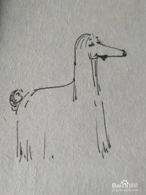 怎么画简单的长毛犬
