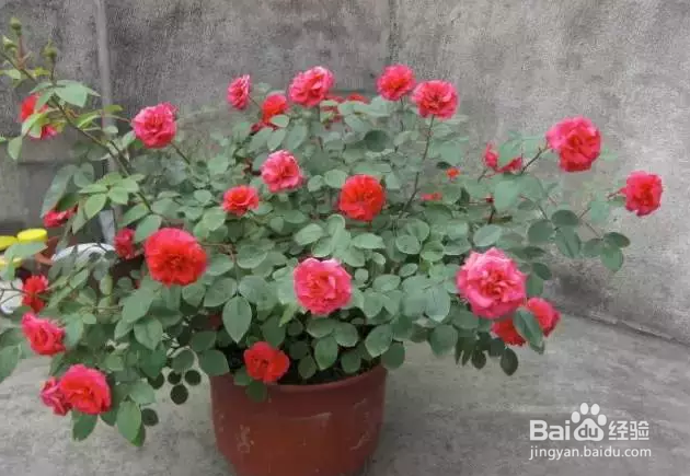 想让你的月季花开不断