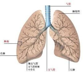 <b>春冬肺支气管的保养（带图篇）</b>