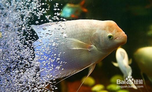 观赏鱼的种类有哪些
