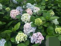 八仙花叶子水渍样变怎么办