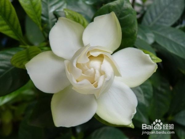 北方如何让桅子花多开花