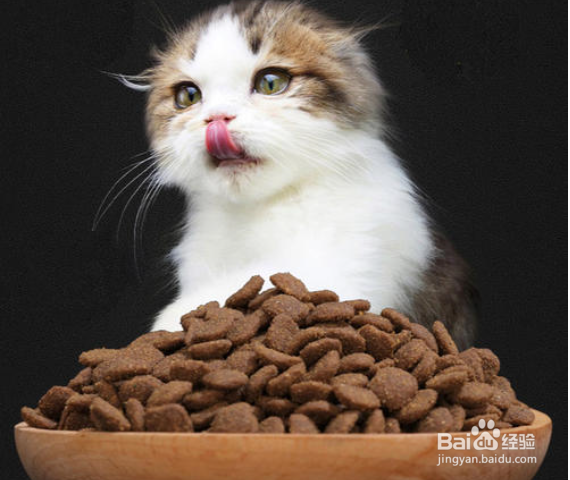 如何预防猫咪得猫藓