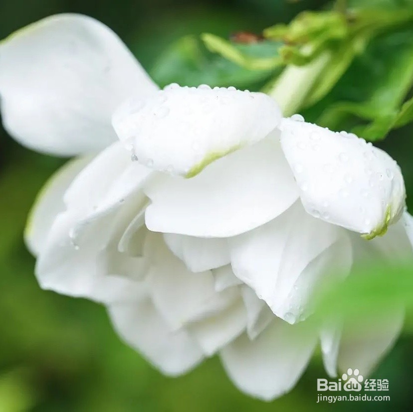 桅子花怎么养好