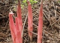 阳荷笋南方怎么种植