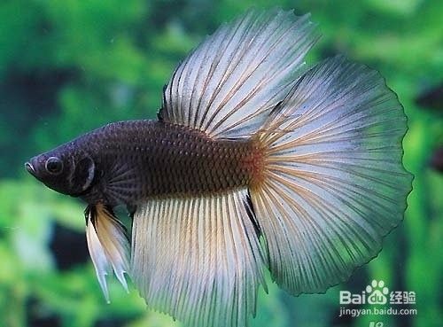 斗鱼尾巴烂了怎么办 百度经验