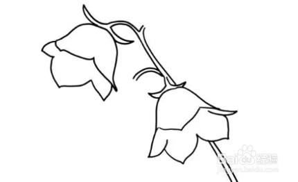 风铃草简笔画