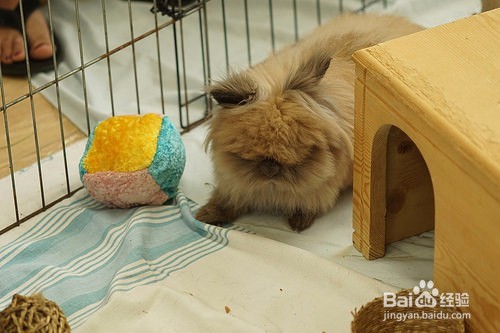兔耳螨用生石灰怎么消毒，兔子耳螨用生石灰清洁