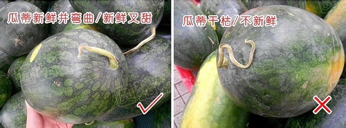 如何挑选西瓜的方法