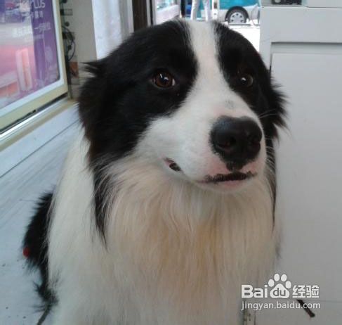 狗狗发烧可导致的疾病有哪些?