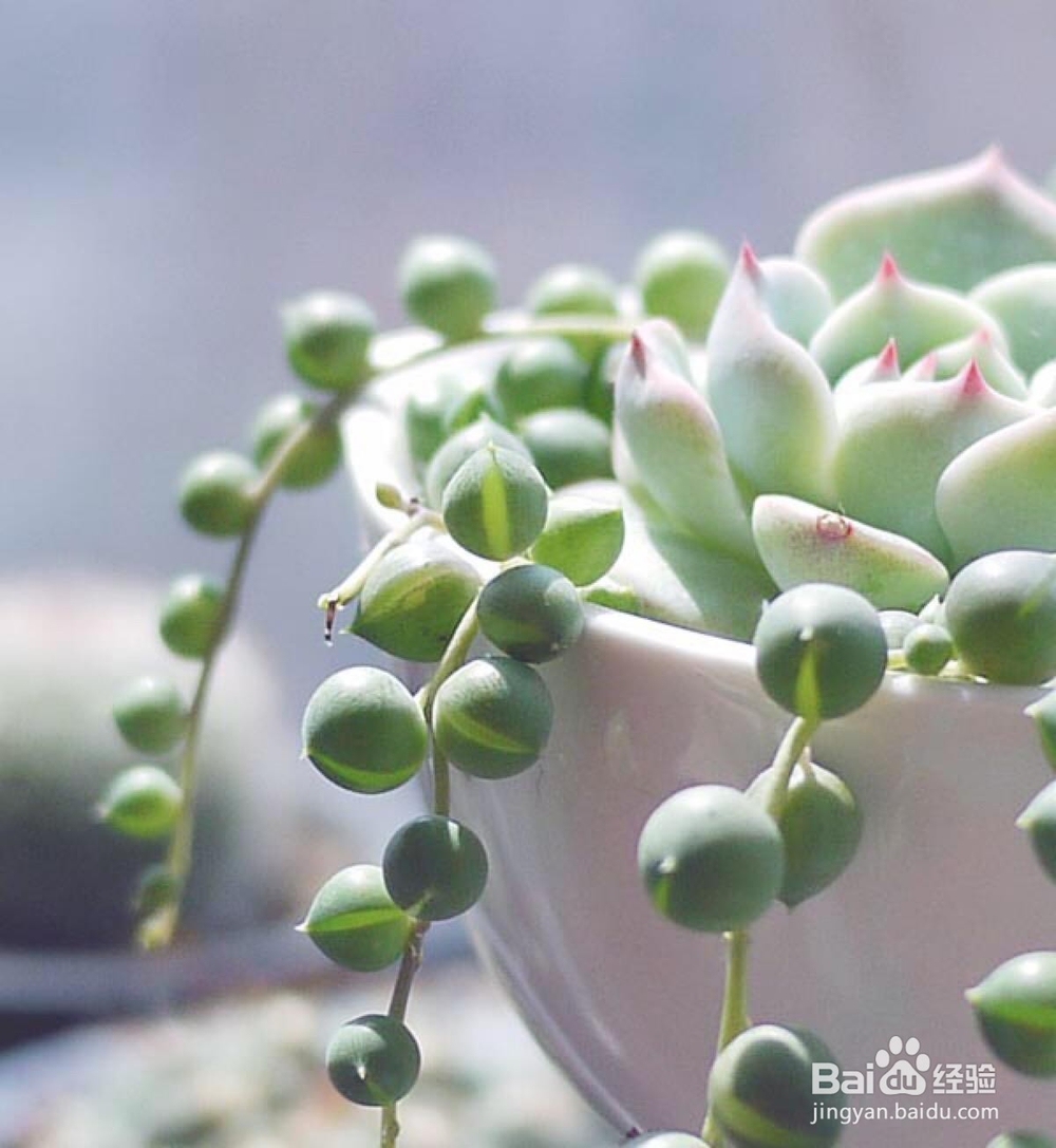 新手怎么养多肉植物？