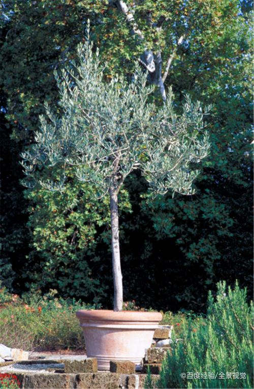 油橄榄盆栽怎么养
