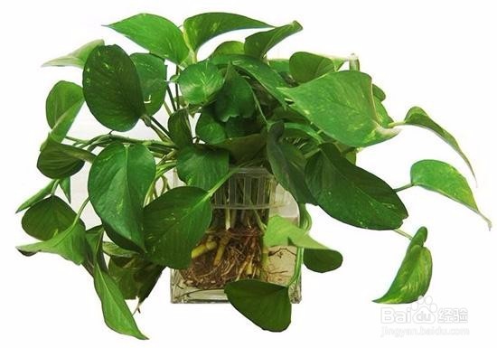 如何更好的种植绿萝？