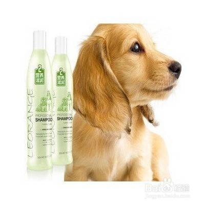 巧克力色泰迪怎么养才不褪色