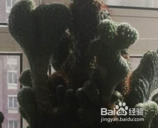 山影拳的养殖方法和注意事项