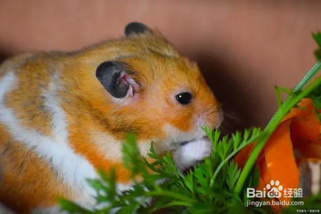 如何让仓鼠不咬笼子