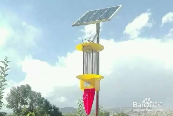 茶叶杀虫灯是怎么保障茶园绿色生产的