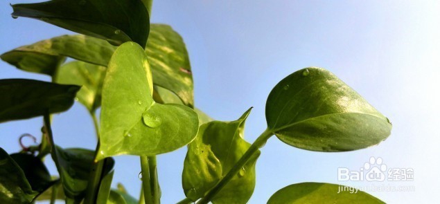 玩转手机微距摄影 的技巧有哪些