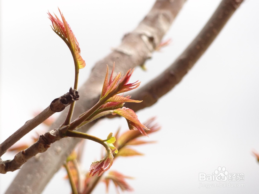 香椿这些好处你知道吗？