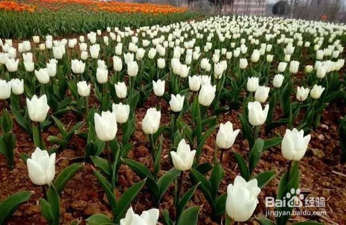 送郁金香的禁忌