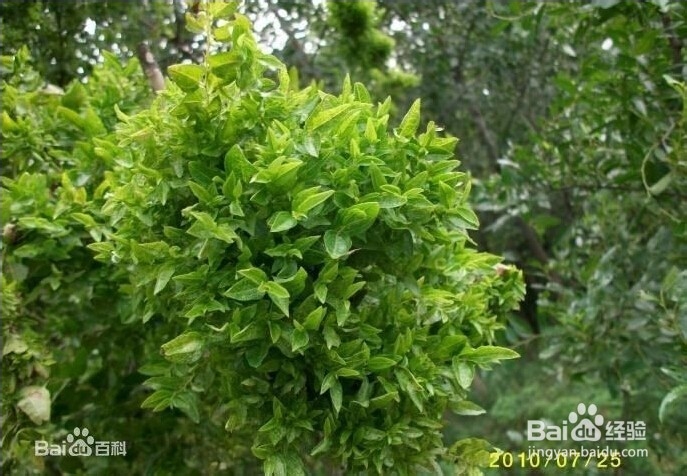 有效防治枣疯病