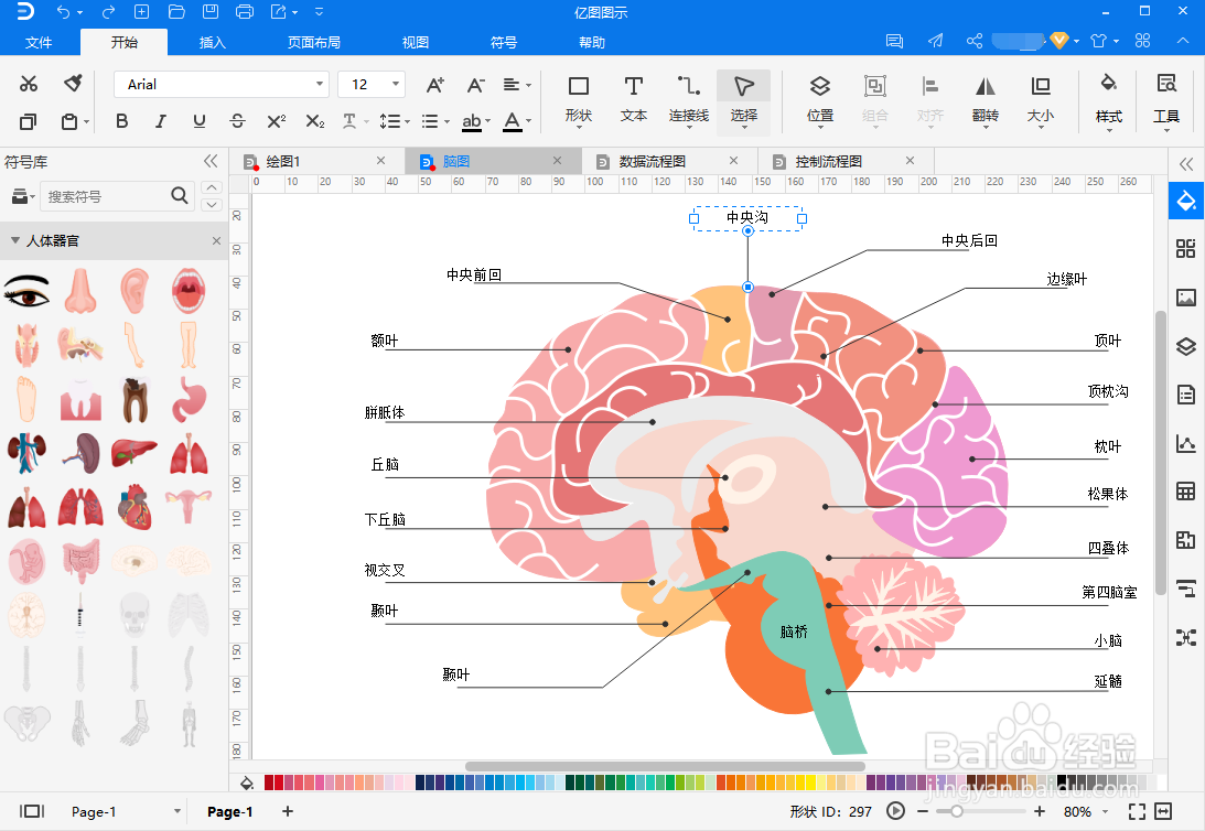 脑部结构图怎么画？