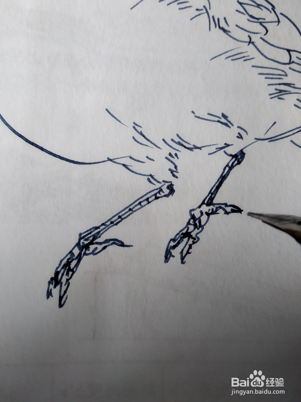 伯劳鸟的钢笔画法，