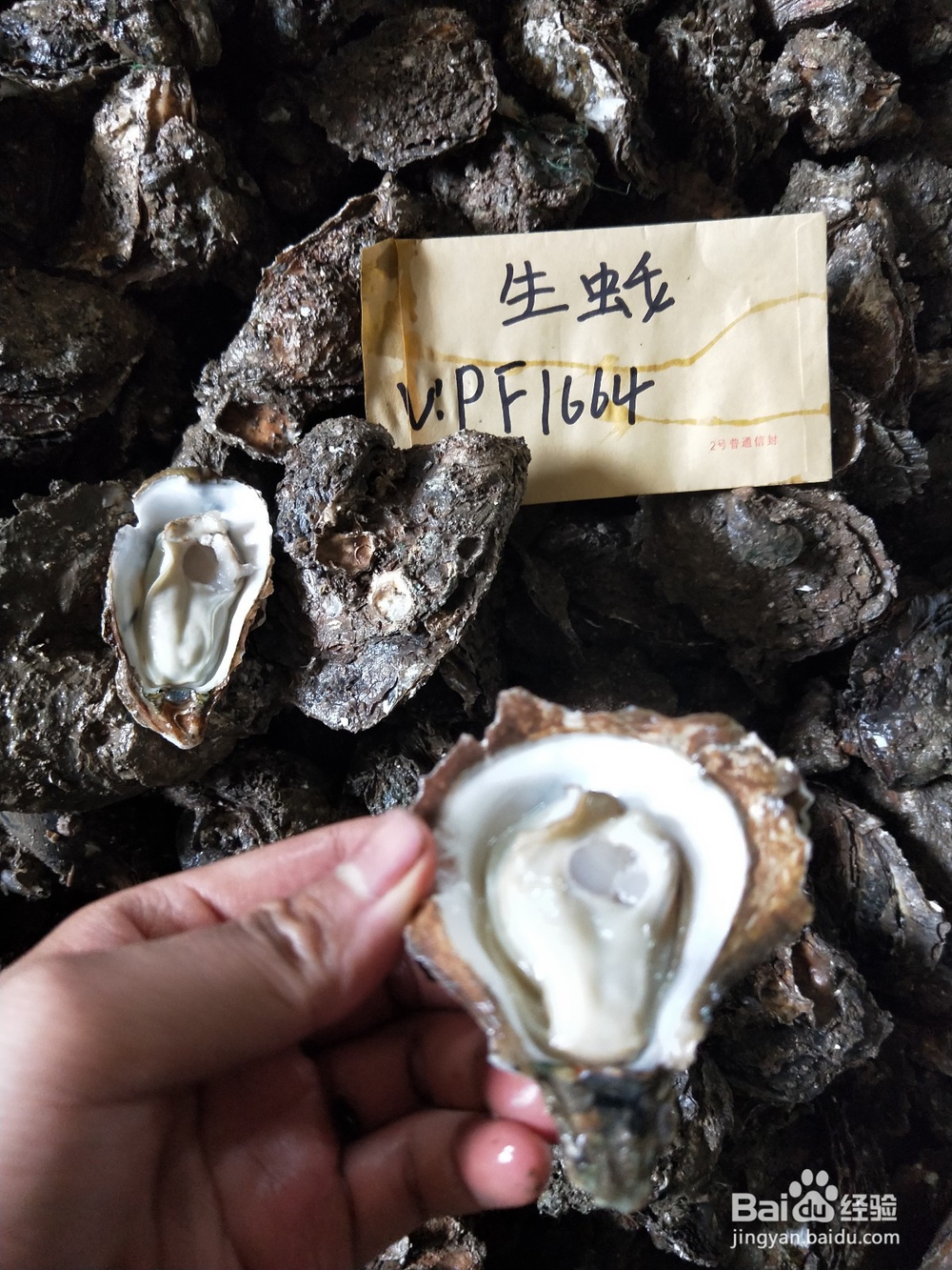 湛江生蚝批发烧烤